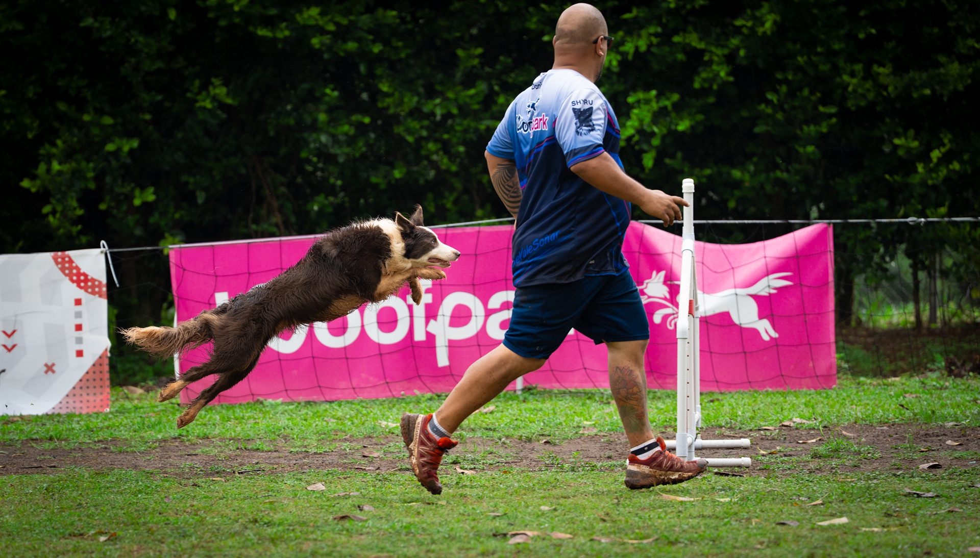 Border Collie saltando en sincronía con su guía durante una clase de agility en Cali, reflejando el vínculo y la confianza del binomio