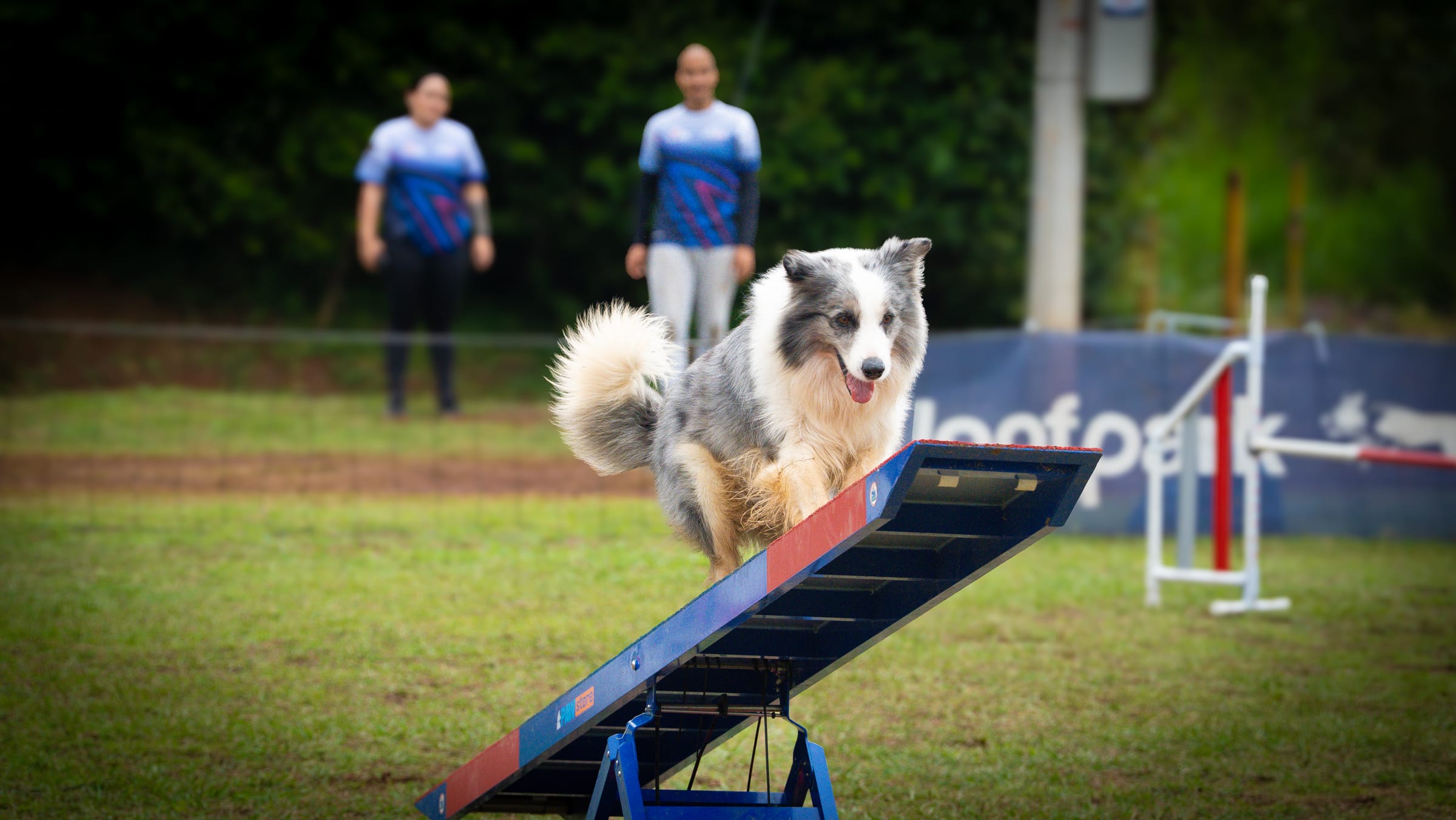 Perro Pastor Belga Tervueren de Agility Cali saltando valla en competencia de deporte canino en Colombia