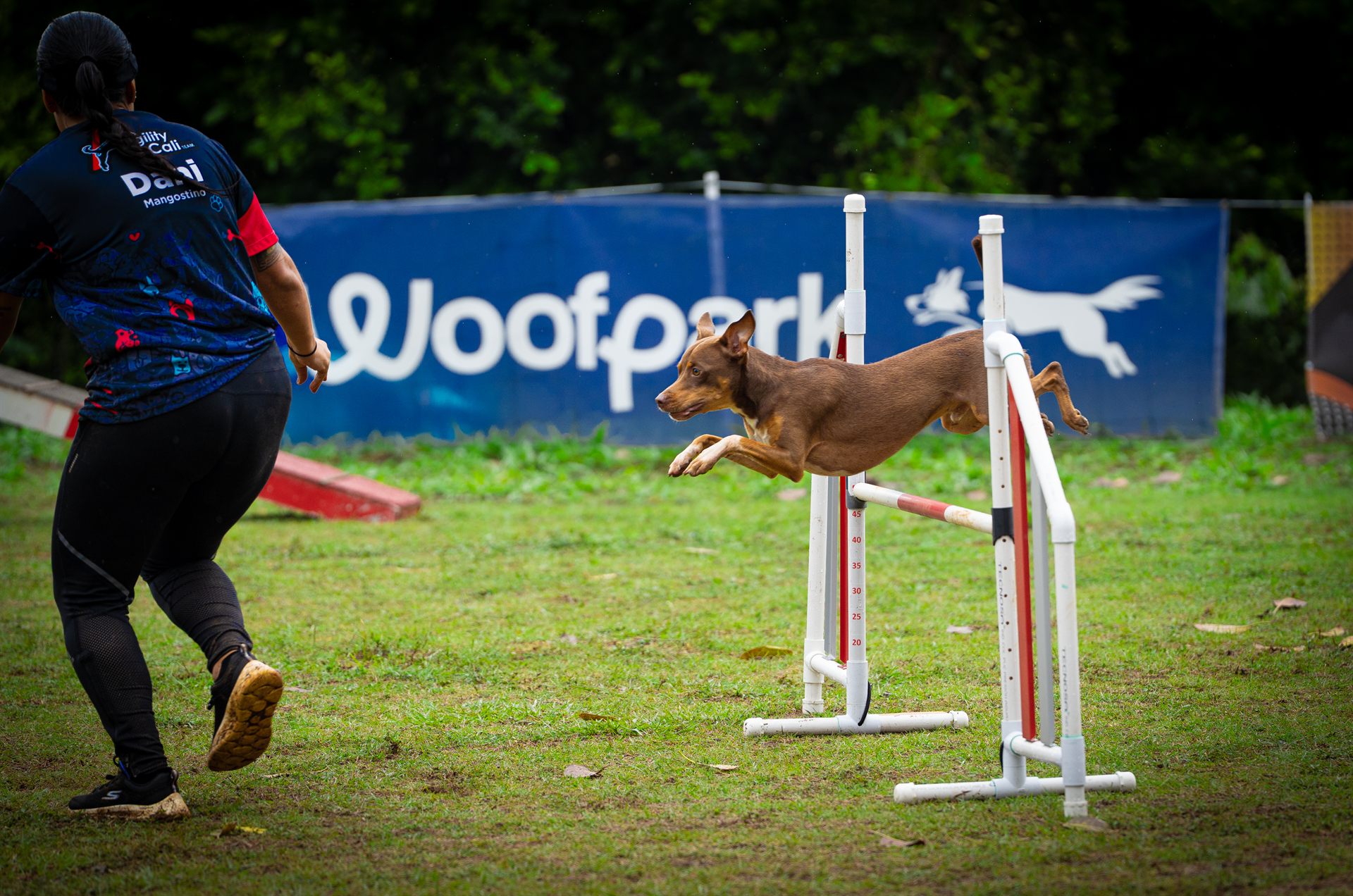 Entrenadora de Agility Cali guiando a su perro sobre una valla en la pista de educación canina y adiestramiento en Cali