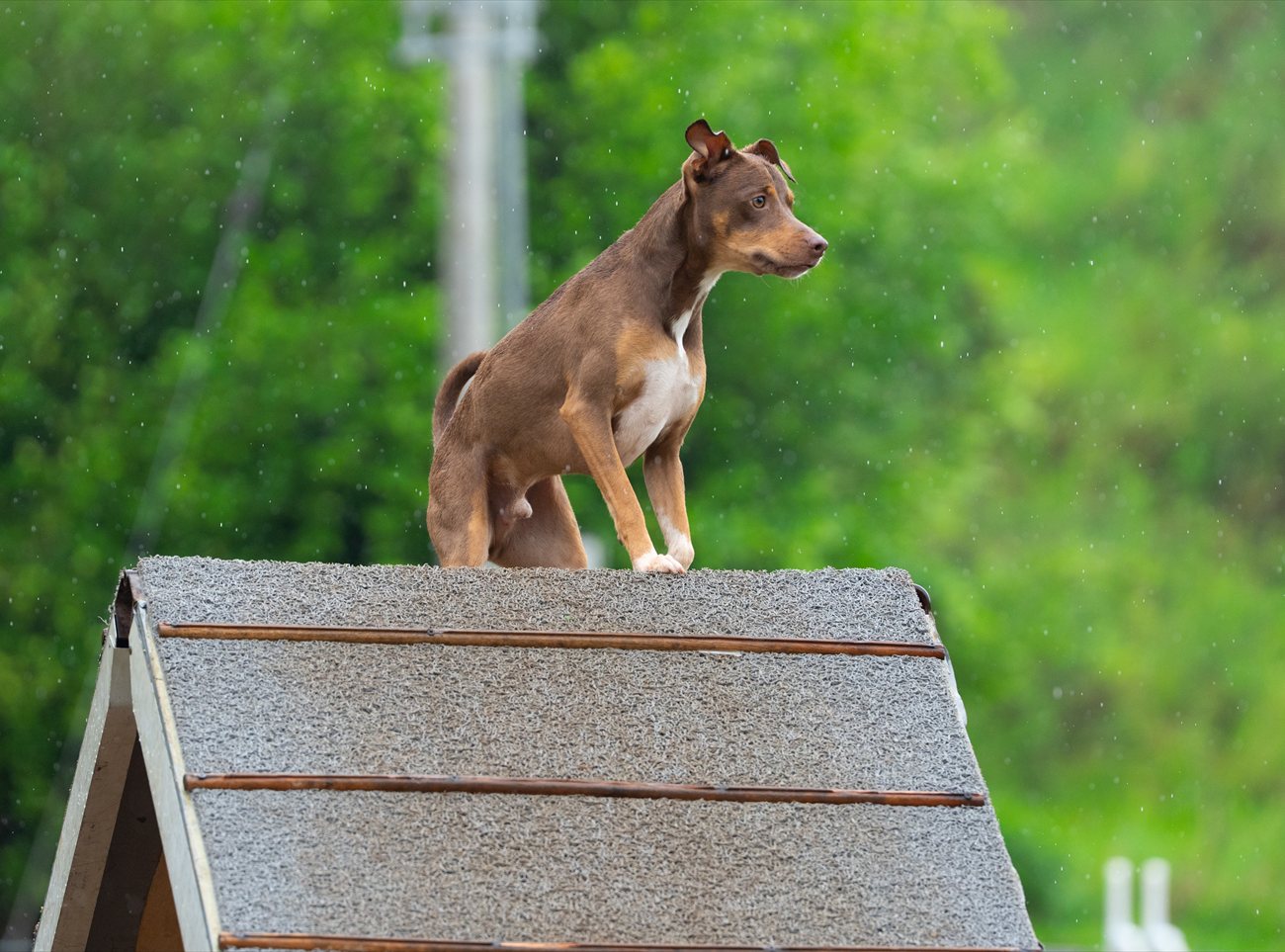 Perro mestizo controlando la empalizada bajo la lluvia en entrenamiento de agility en Cali, ejemplo del bienestar canino y la seguridad del club