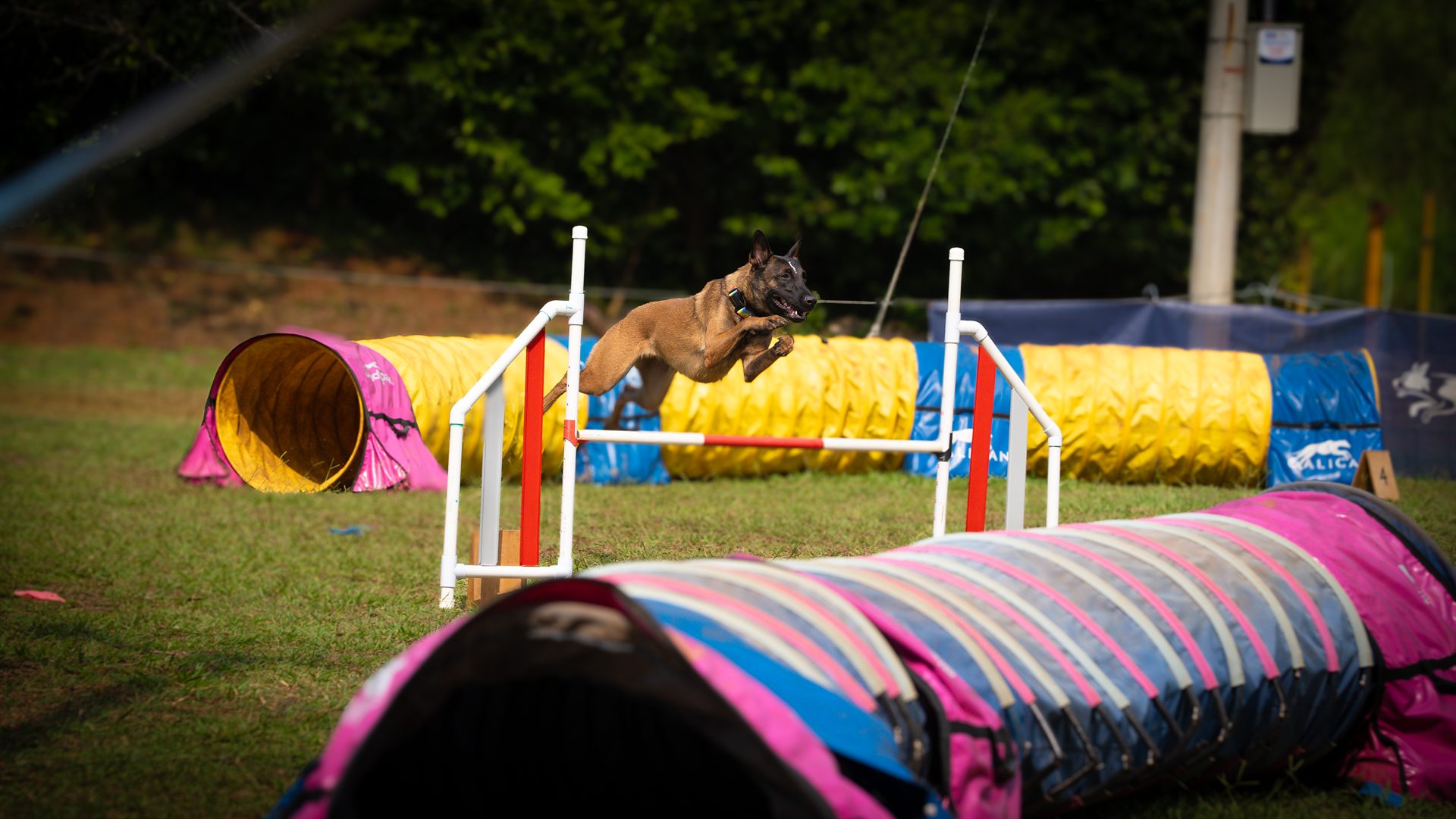 Pastor Belga Malinois saltando una valla entre túneles de agility en Cali, mostrando los beneficios físicos del deporte canino