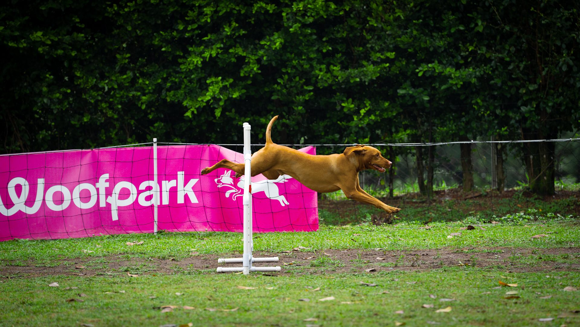 Perro Vizsla saltando en la pista campestre WPark Cali durante entrenamiento de agility y educación canina en Colombia